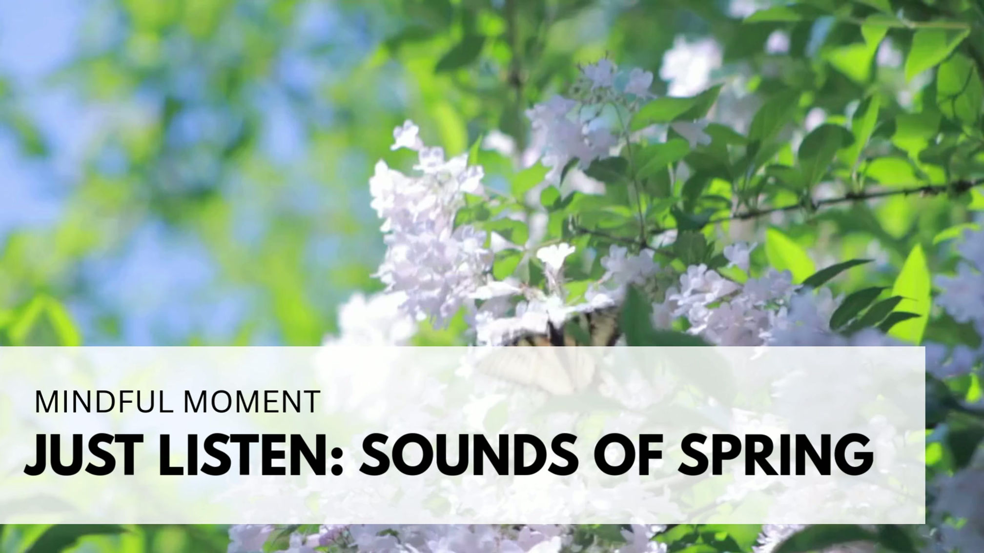 Sounds of Spring